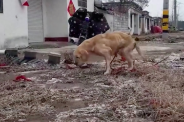 繁殖犬金毛没了价值，就被送上了狗肉车，眼神里没有一丝的光了！