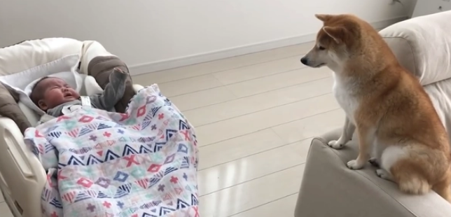 女主人生了孩子，告诉柴犬是“弟弟”，狗子的态度就不同了