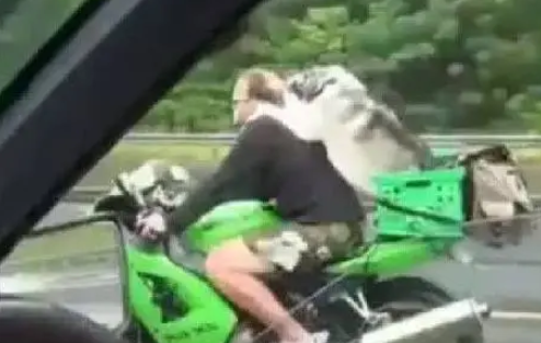 哈士奇与主人在雨中骑摩托车兜风，呆萌笑容瞬间迷倒路人