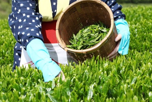 茶叶的制作方法和详细流程-茶叶从鲜叶到香茗的奇幻变身之旅