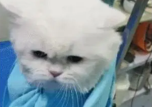 给猫咪吹头，猫咪急眼了直接抓人，猫：走开，别动我发型！