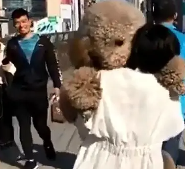 大泰迪逛街累了撒娇求抱，女主：自己养的狗，再累也要抱回家 