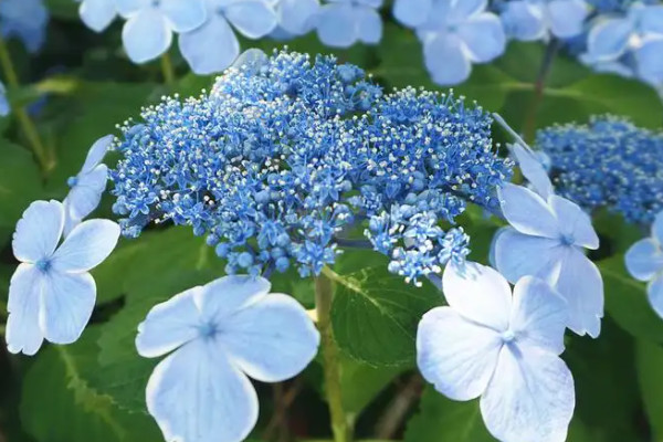 绣球花几月份开花