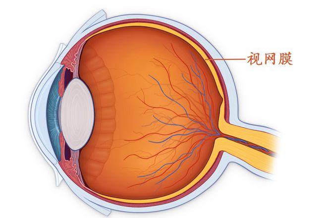 婴儿的眼睛白眼球是蓝色的_婴儿的白眼珠发蓝_婴儿眼睛白眼球发蓝