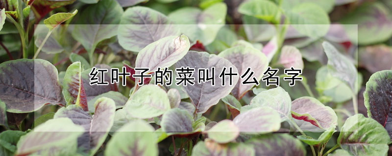 红叶子的菜叫什么名字