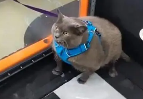 主人带猫去减肥，看到猫咪在跑步机上的动作笑喷：太敷衍了吧