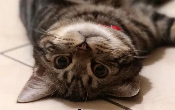 马麻献吻遭拒不放弃，可爱反击就是要亲到，喵：你得不到我的心！
