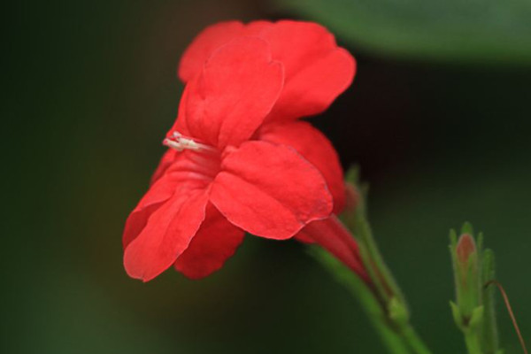 花烟草花期