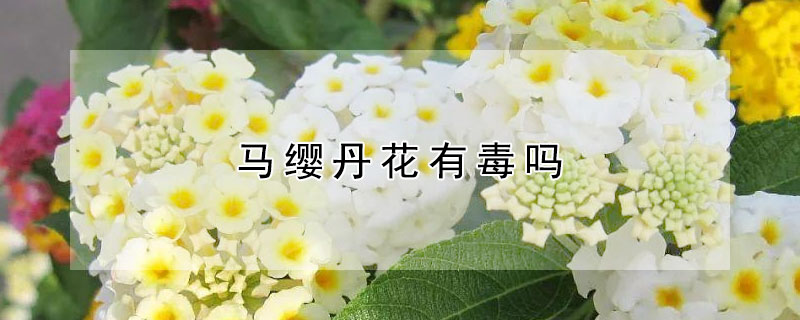 马缨丹花有毒吗