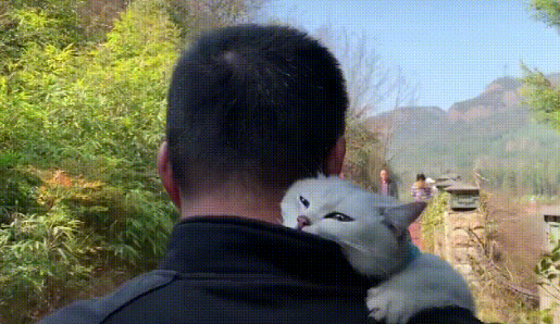 男主抱着猫咪去踏青，看猫咪那挑衅的眼神，女主恨得牙痒痒