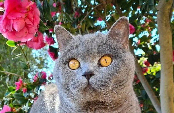 主人巧手为猫咪一顿捯饬，样子竟有些厉害，猫：颤抖吧两脚兽！