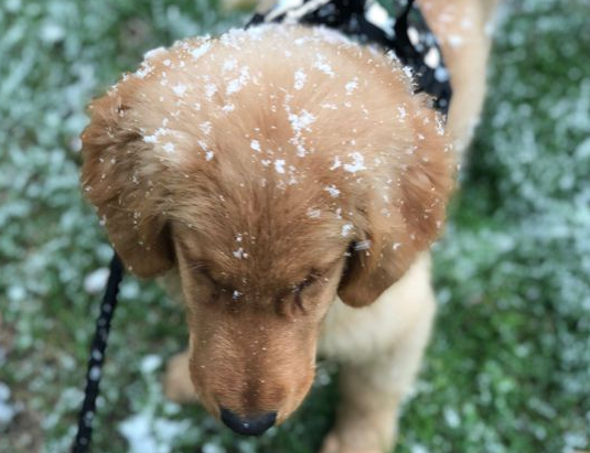 下着雪也得带着金毛出来，玩一会儿身上就都是雪了！ 