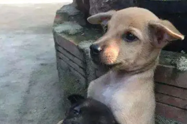 无锡这边的狗子们，你们怎么了？