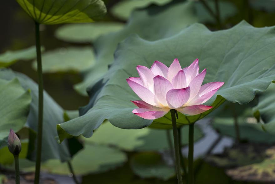 水中绽放的纯洁高雅之花-水莲花的花语、寓意与象征解析