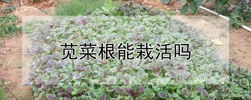 苋菜根能栽活吗