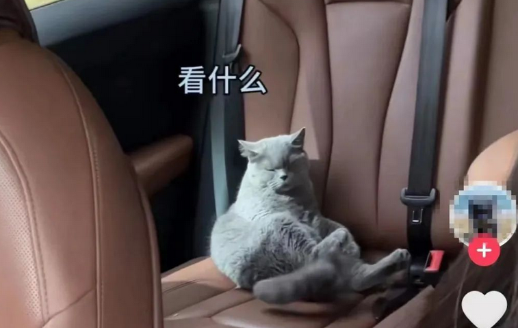 拼车拼到狗子，你能接受吗？