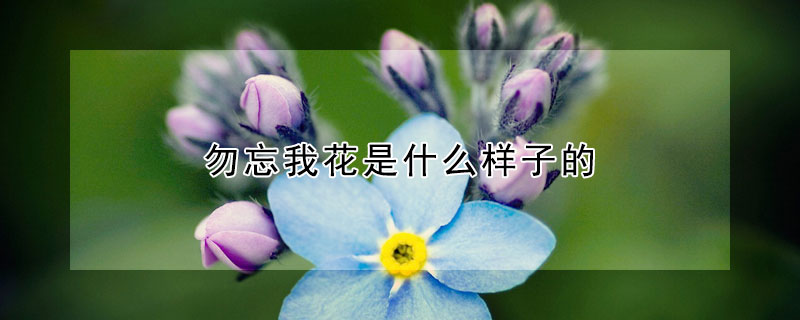 勿忘我花是什么样子的