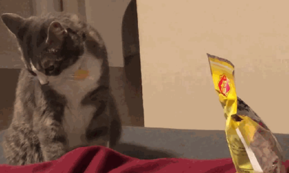 主人吃光零食一口都没给猫咪留，猫咪生气扭过头：本喵不喜欢你了