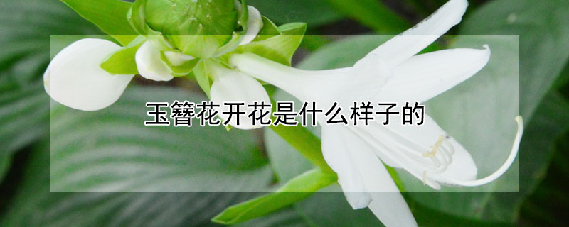 玉簪花开花是什么样子的