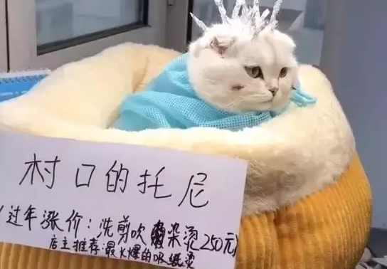 主人给猫咪做锡纸烫，还有模有样的，网友：这是要当渣男吗