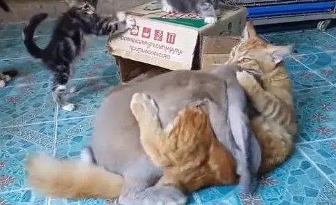 猫咪被兔子强上了，旁边猫咪的表情才是亮点，网友：捂住眼睛别看