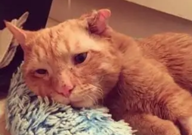 男子去收容所领养猫，被一只忧郁的猫吸引视线，了解情况后收编