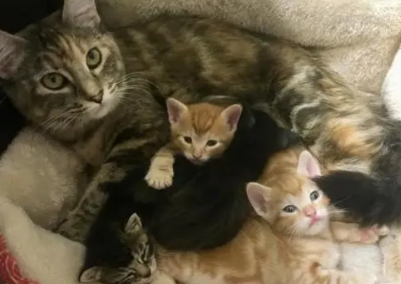 小奶猫生下就被“抛弃”，运气却不错，被狗妈当成自己的孩子照顾
