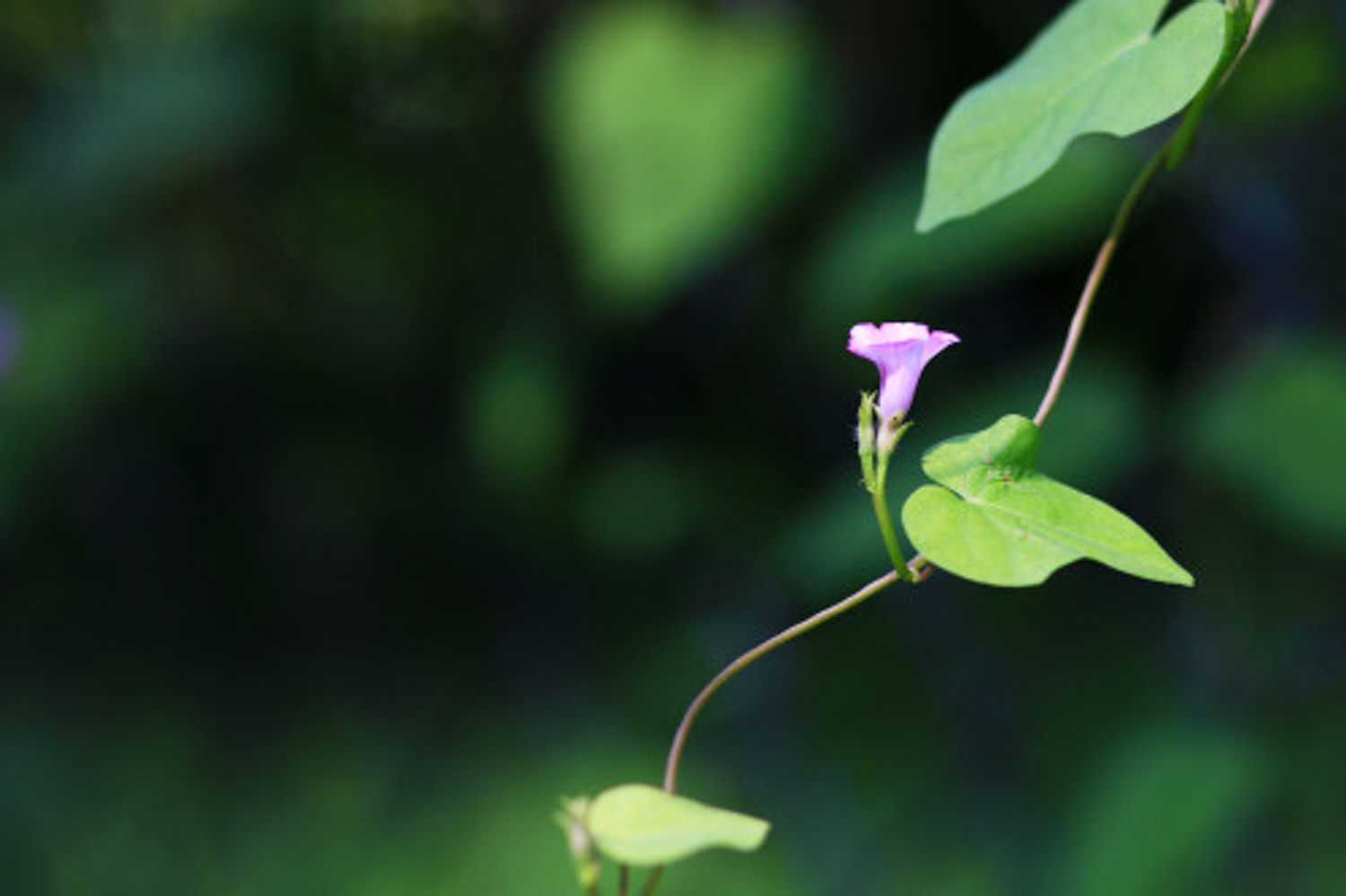 牵牛花病虫害及防治方法