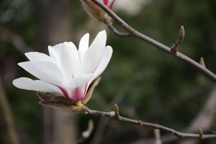 玉兰花花瓣有几瓣？用途价值也非凡