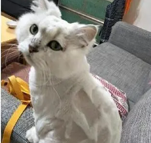 主人给猫剃毛，看到剃毛后的自己，猫咪一脸哀怨：这让我怎么见人