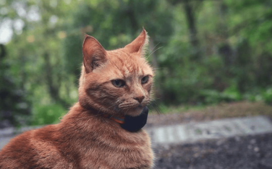 流浪猫：困境、挑战与责任