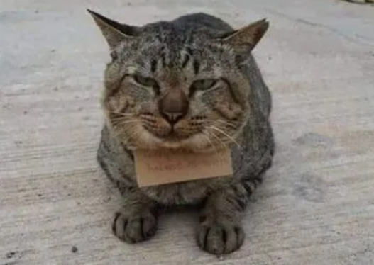 狸花猫意外走失，三天后奇迹归家铲屎官感动哭，见脖子上吊牌后...败家猫！