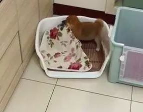 2个月柴犬自己铺床，铺完发出满足小奶音，萌得不想让它长大