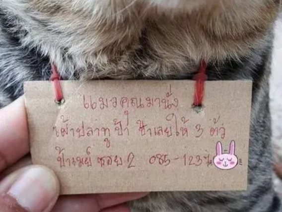 狸花猫意外走失，三天后奇迹归家铲屎官感动哭，见脖子上吊牌后...败家猫！