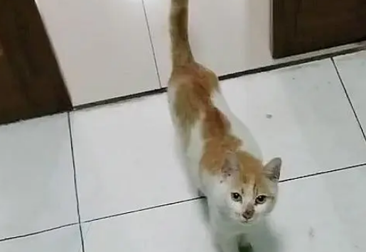 流浪猫赖上好心人，爬上5楼求收养，隔天生下6只小猫