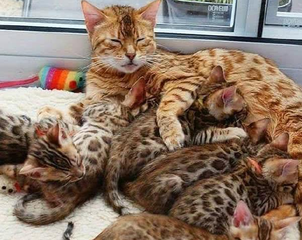 网友捡回一只流浪猫，两月后生了六只稀有小奶猫，一只竟能卖上万