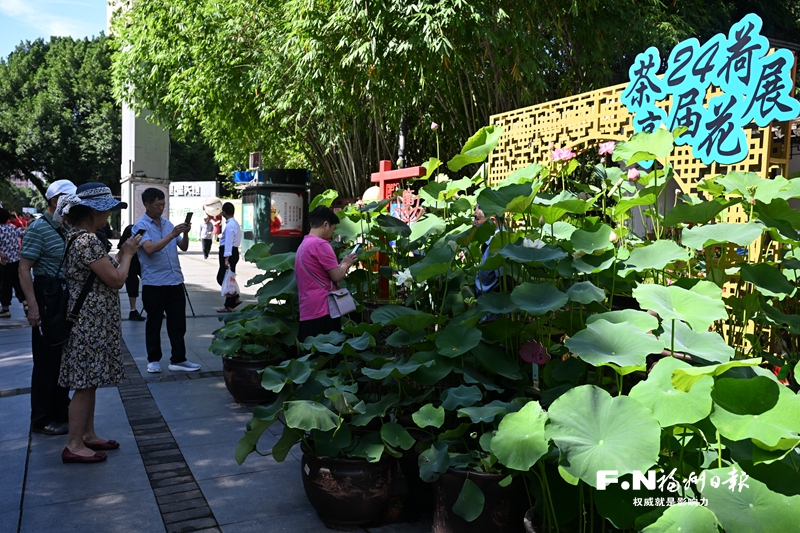 茶亭荷花开 游客接连来