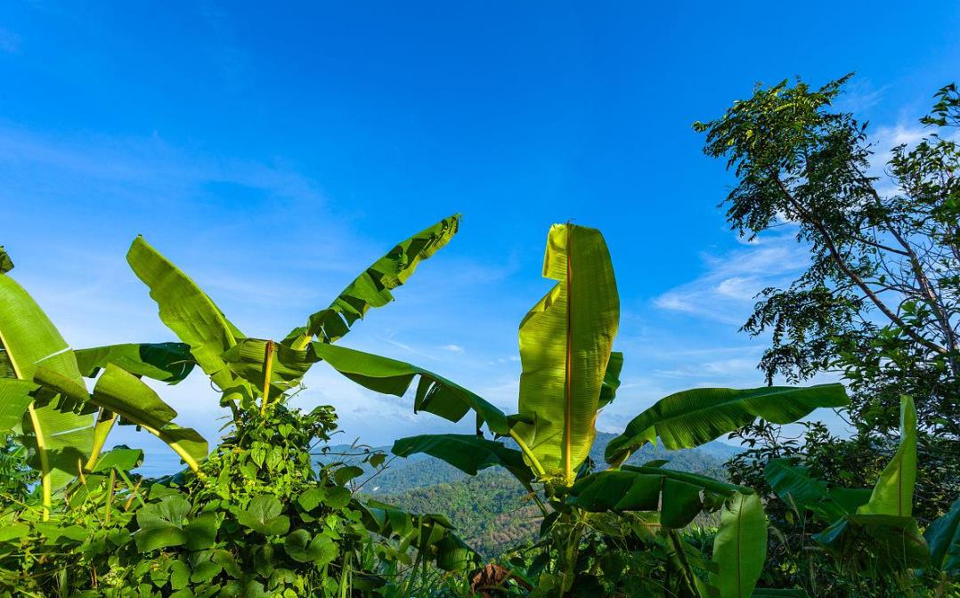 高山香蕉的种植技术与管理要点详解