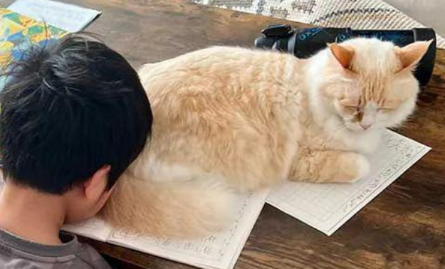 猫咪不让小铲屎官写作业，原来成绩不好真的是有猫腻的...