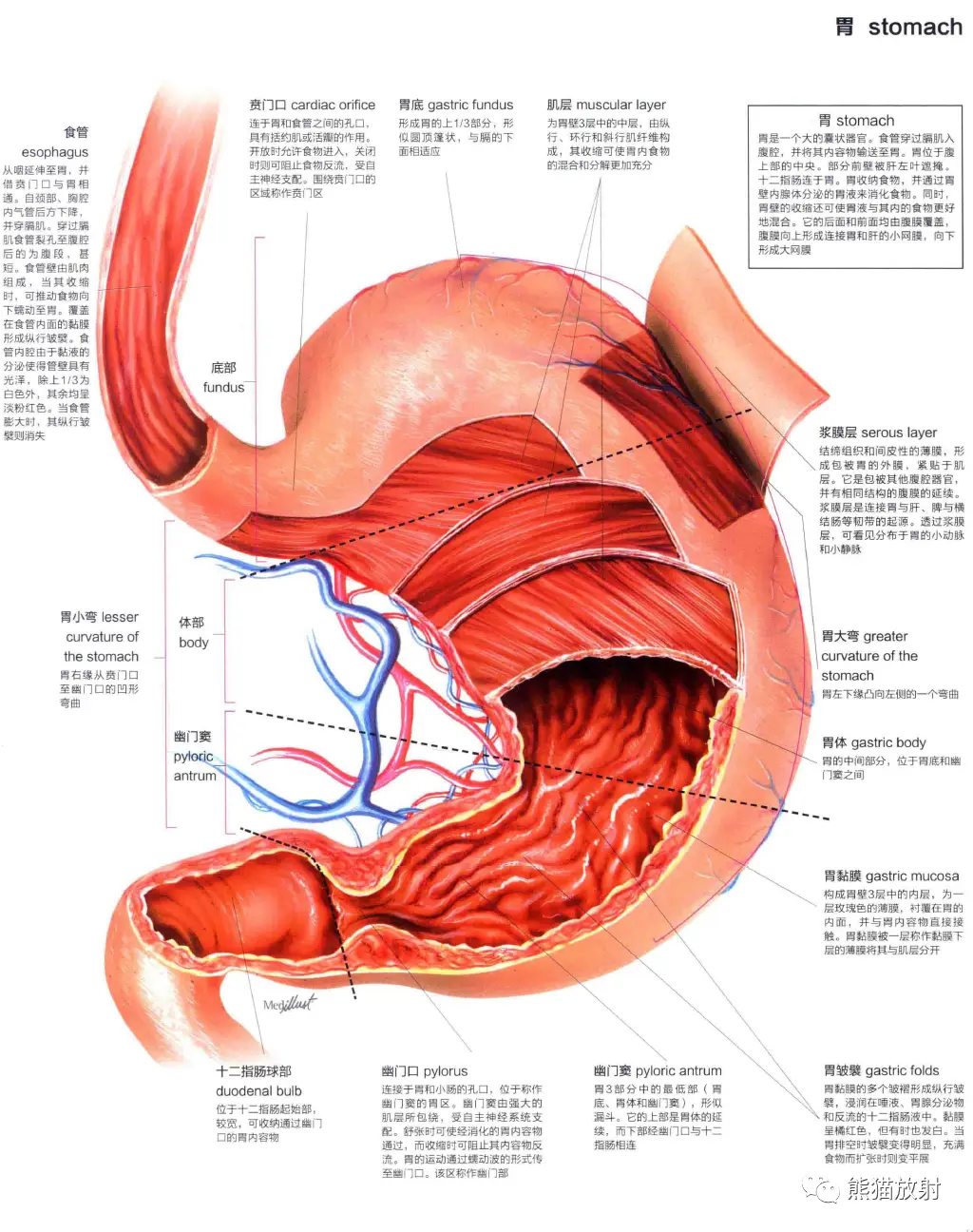 小孩肛门失禁_肛门失禁的治疗方法_小孩肛门失禁是什么疾病