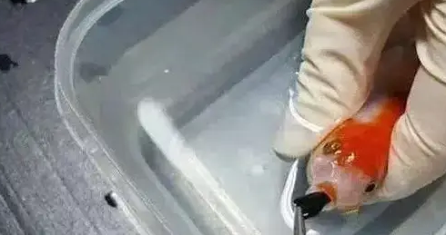 金鱼生病带去做手术，最后一问治疗费用，顿时肠子都悔青了！