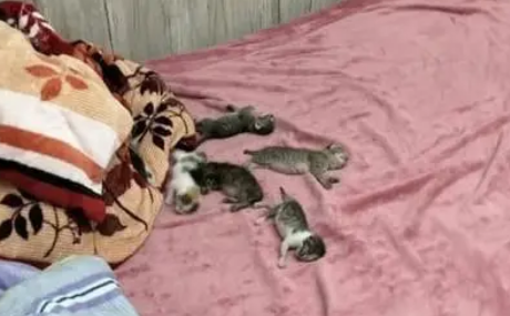 收养了一只流浪猫，回来就见床上多了6只小奶猫，这是拖家带口啊