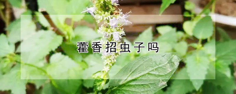 藿香招虫子吗