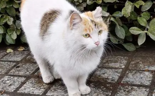 流浪猫咪扎堆天坛，居民十分担忧松鼠 