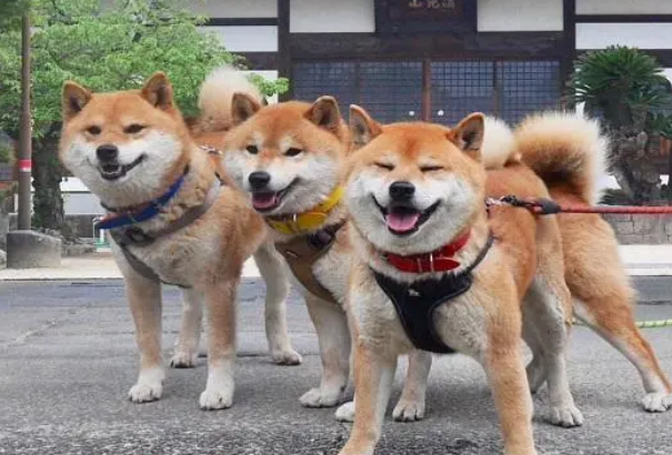主人特地在墙上开三个洞，让柴犬卡在里面！“卡洞三柴”横空出世