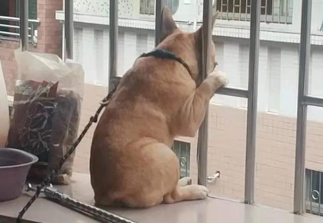 斗牛犬趴在阳台上看风景，背影和表情太有戏，这是外面有狗了？