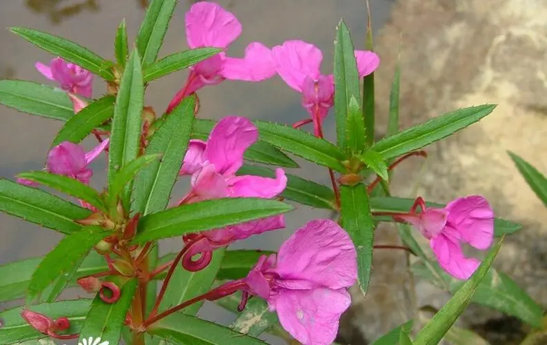 揭秘凤仙花对人体的危害：从观赏到药用，全面了解其潜在影响