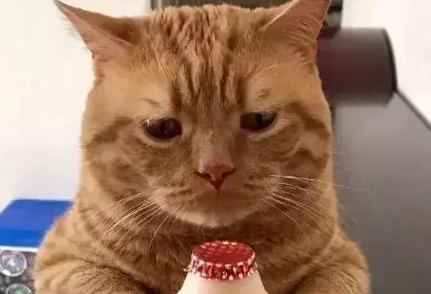 橘猫自带幽怨表情，主人恶搞猫咪做表情包