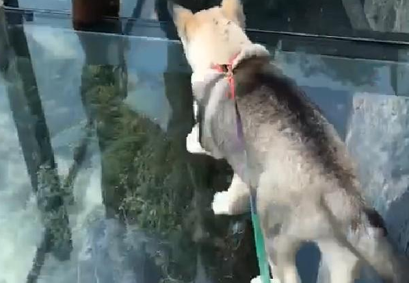 网友带哈士奇爬华山，二哈被吓趴了，二哈：我恐高啊
