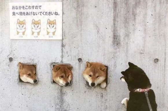 太搞笑！日本柯基主人在墙上打了3个狗洞，第二天竟成了景点！